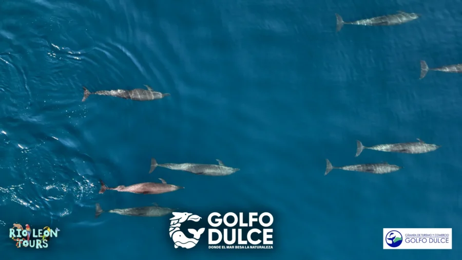 Tours de ballenas - Image 3