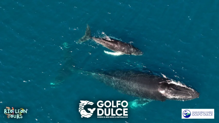 Tours de ballenas